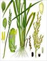 تحقیق درباره خصوصيات گياه برنج
