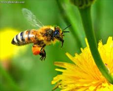دانلود تحقیق درباره زنبورها