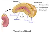 پاورپوینت بافت شناسی غده آدرنال یا فوق کلیوی (Histology of (suprarenal/ Adrenal glands