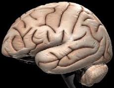 تحقیق درباره سرطان مغز