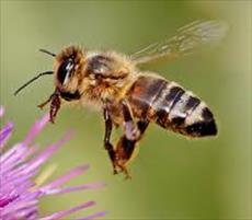 مختصری بر تولید مثل و تشکیلات کندوی زنبور عسل