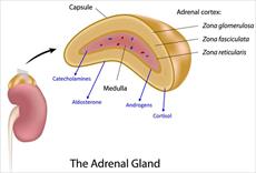 پاورپوینت بافت شناسی غده آدرنال یا فوق کلیوی (Histology of (suprarenal/ Adrenal glands