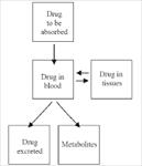 فایل-drug-disposition-توزيع-دارو-ها-به-زبان-انگلیسی-(رشته-دارو-سازی)