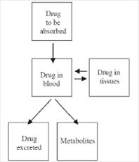 فایل Drug disposition توزيع دارو ها به زبان انگلیسی (رشته دارو سازی)